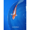 koi selection 40-45cm