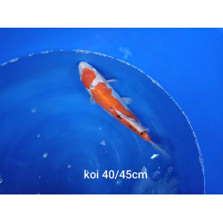 koi selection 40-45cm