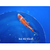 koi selection 40-45cm