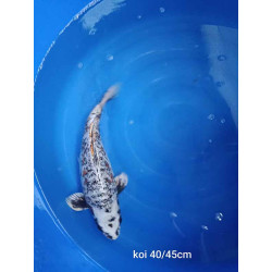 koi selection 40-45cm