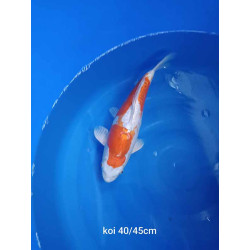 koi selection 40-45cm