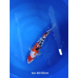koi selection 40-45cm