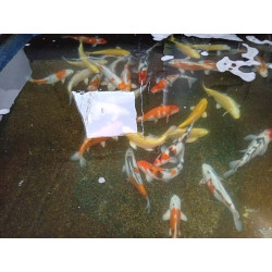 koi selection 35-40cm
