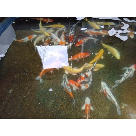koi selection 35-40cm