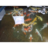 koi selection 35-40cm