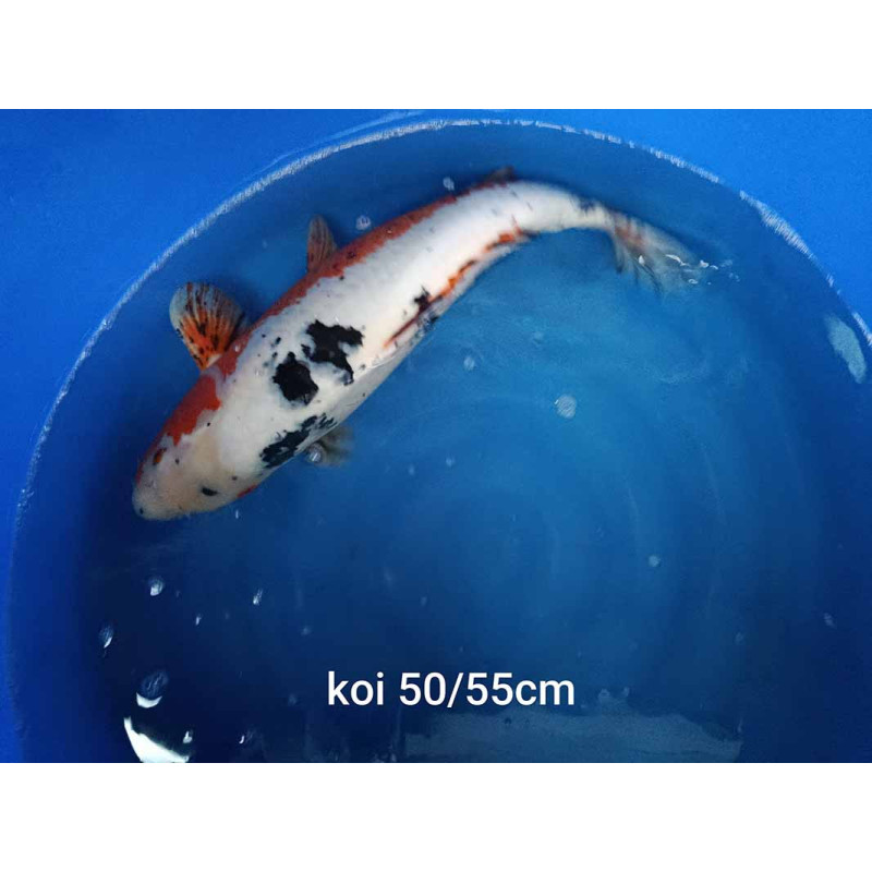 koi selection 50-55cm