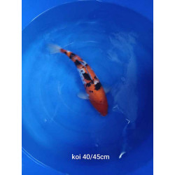 koi selection 40-45cm