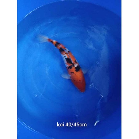koi selection 40-45cm