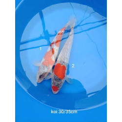 koi selection 30-35cm