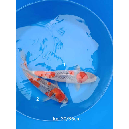 koi selection 30-35cm