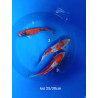 koi selection 25-30cm