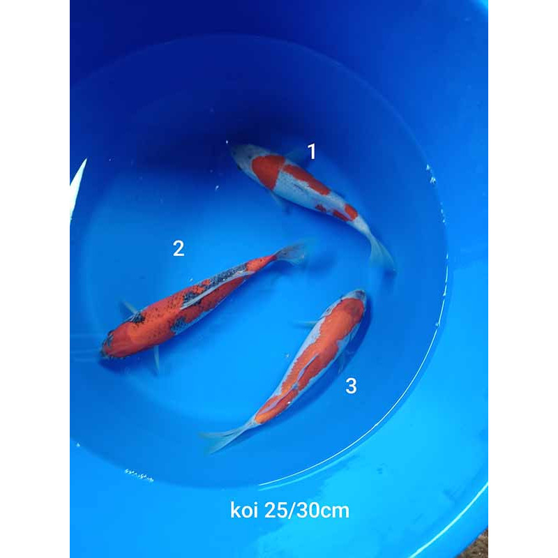 koi selection 25-30cm