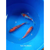 koi selection 25-30cm