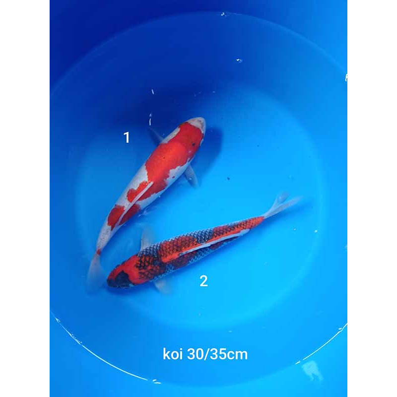 koi selection 30-35cm