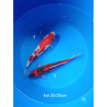 koi selection 30-35cm