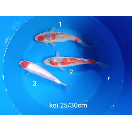 koi selection 25-30cm