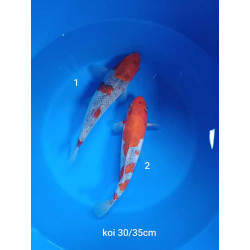 koi selection 30-35cm