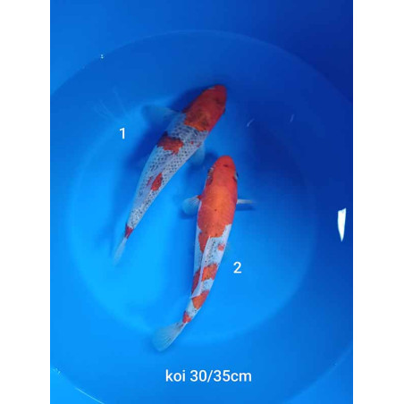 koi selection 30-35cm