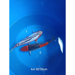 koi selection 30-35cm