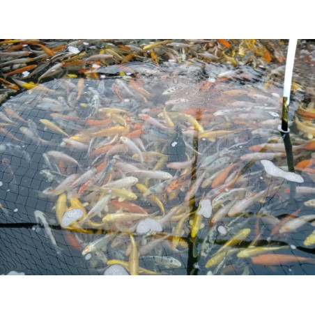 koi standard 15-20 cm