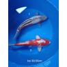 koi selection 30-35cm