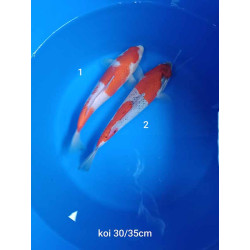 koi selection 30-35cm