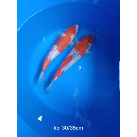 koi selection 30-35cm