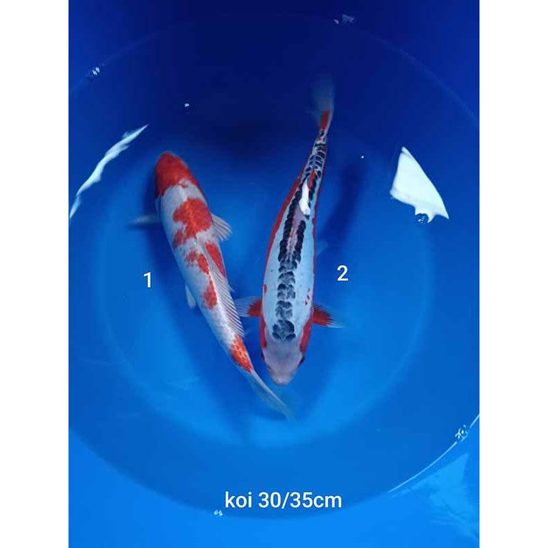 koi selection 30-35cm
