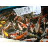 koi selection