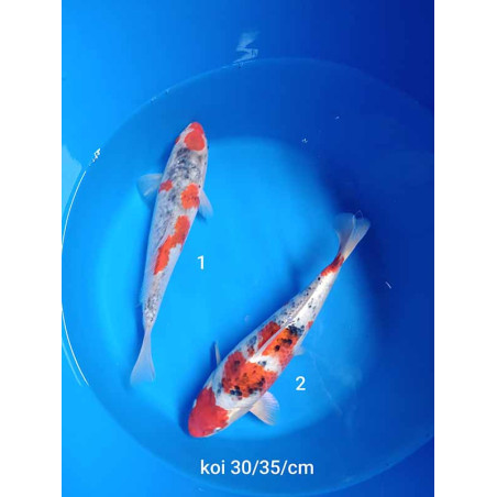 koi selection 30-35cm