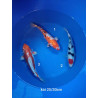 koi selection 25-30cm