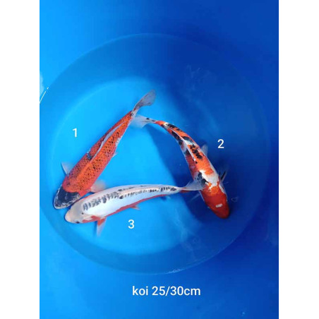 koi selection 25-30cm