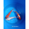 koi selection 25-30cm