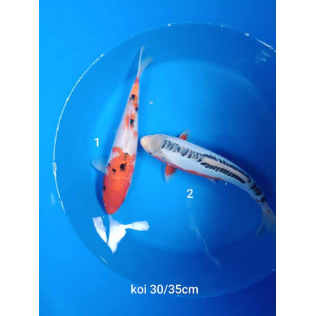 koi selection 30-35cm