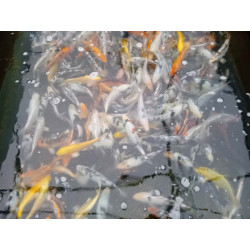 koi standard 20-25 cm