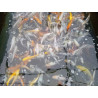 koi standard 20-25 cm