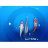 koi selection 25-30cm