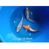koi selection 25-30cm