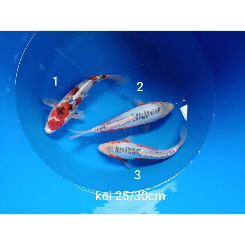koi selection 25-30cm