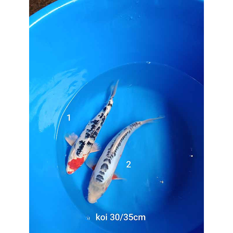 koi selection 30-35cm