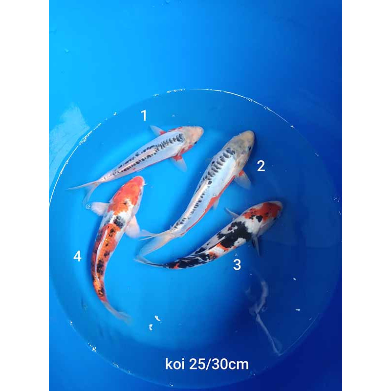 koi selection 25-30cm