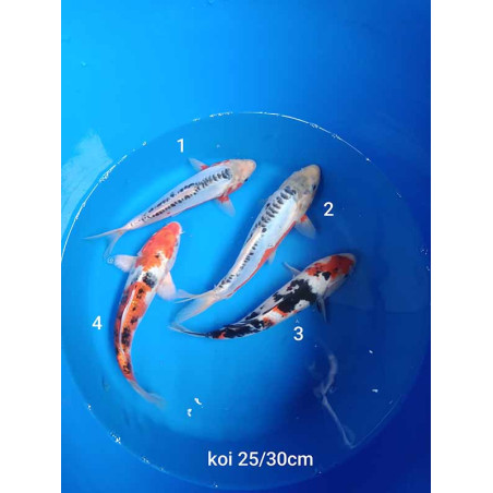 koi selection 25-30cm
