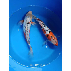 koi voile 30-35 cm