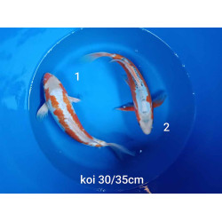 koi voile 30-35 cm