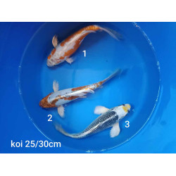 koi voile 25-30 cm