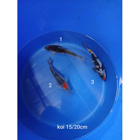 koi selection 15-20cm