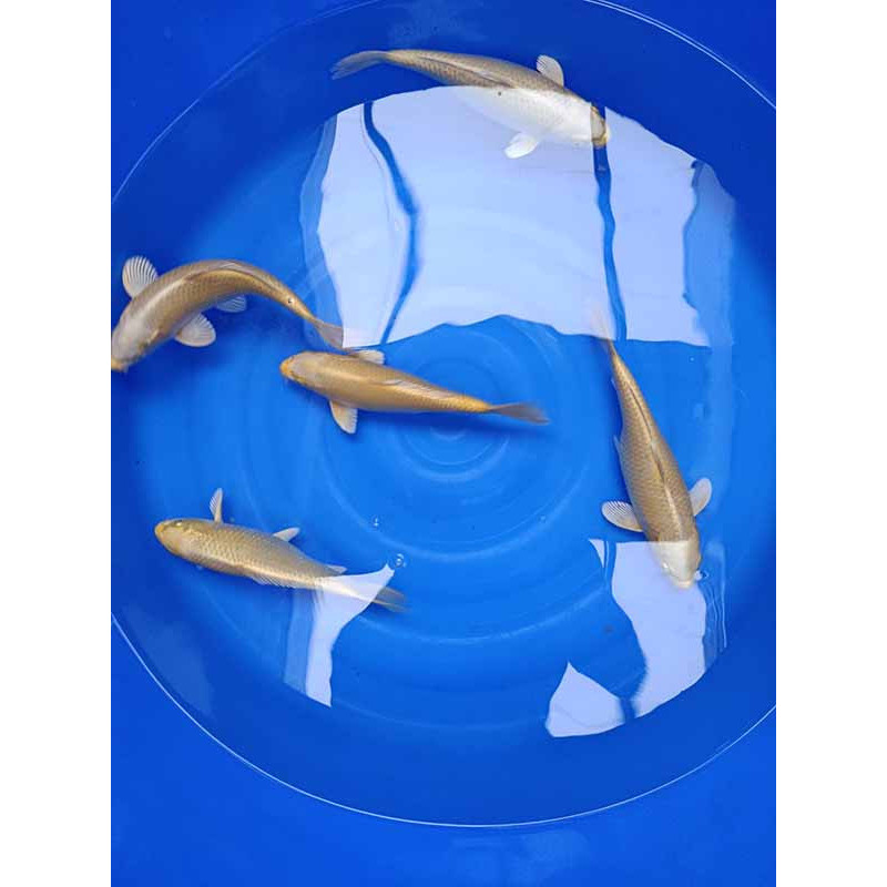 koi selection 40-45cm