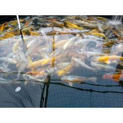 koi standard 30-35 cm