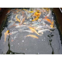 koi standard 25-30 cm