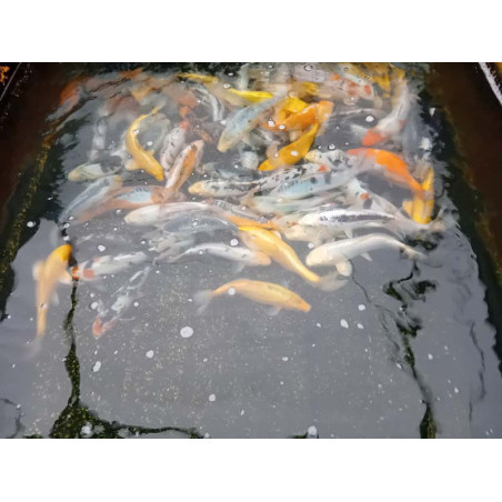 koi standard 25-30 cm